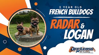 French Bulldogs, 2 Year Old, Radar And Logan | Best Dog Trainers Northern VA | Off Leash K9