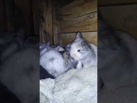 Conejos bebes de la raza Fuzzy lop, el ultimo es muy tierno.
