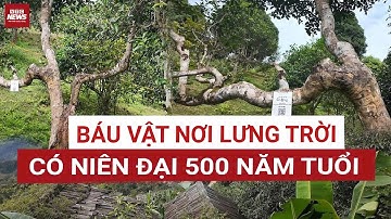 Cận cảnh cây chè cổ thụ 500 năm tuổi tại Suối Giàng| VTC News