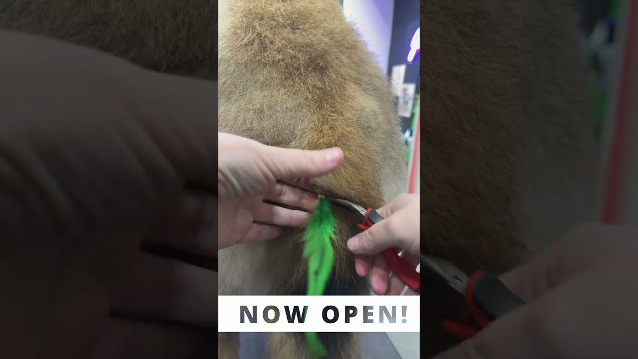 What happens when you hire dog groomers that actually like what they do?