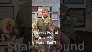 SNAKES IN YOUR MA HOTEL ROOM?! #snake #reptiles #animals #rescuestory #reptilerescue #ballpython