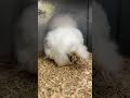Cute Fluffy Chicken!