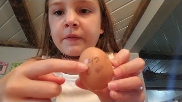 How to hatch a chicken with just a normal egg from the grocery store