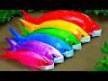 Stop Motion ASMR - Koi Fish Hunting Pink Catfish | Colorful Koi Fish | Primitive Cooking Experiment
