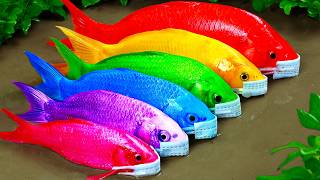 Stop Motion ASMR - Koi Fish Hunting Pink Catfish | Colorful Koi Fish | Primitive Cooking Experiment