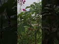 Phool khilte Hain पढ़-पढ़ ke salle ala naat #Hashtag#short#virel#reel#duet #youtube##trending mosing