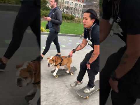 Amazing Bulldog Shreds