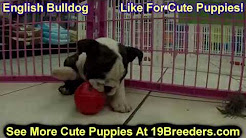 English Bulldog, Puppies, Dogs, For Sale, In Chicago, Illinois, IL, 19Breeders, Rockford, Naperville