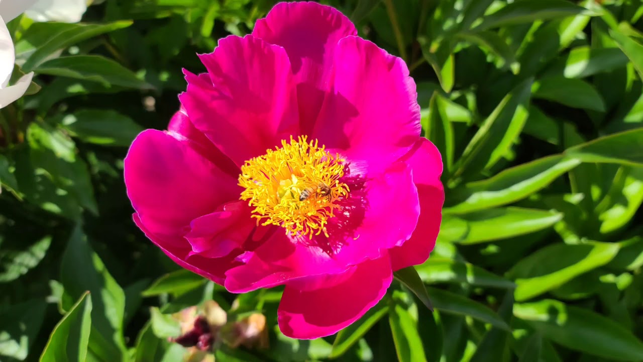 Peony flower field 작약꽃밭