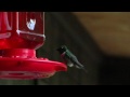 Hummingbird