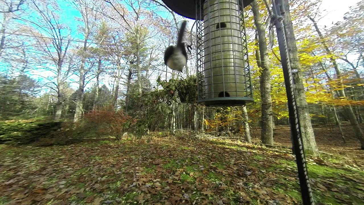 Acrobatic Birds YouTube
