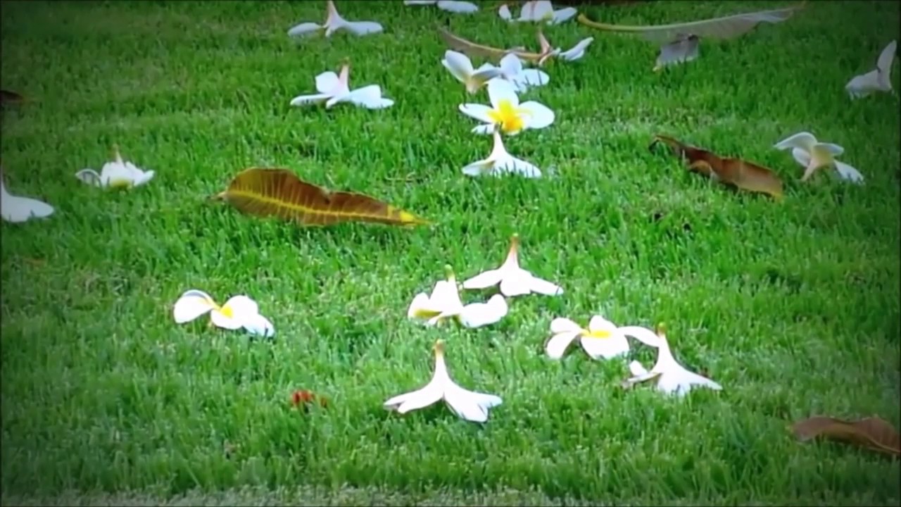 شاه بقا سروده جناب ورقای شهید بمناسبت عید رضوان