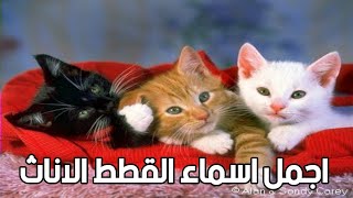 اجمل اسماء القطط الاناث 2022 / اسماء اجنبية وعربية. Female cat names