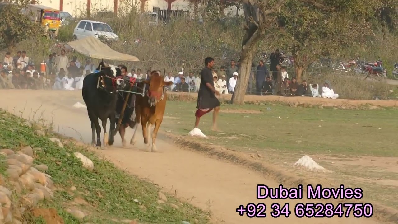 BAIL SHUTRI DAND HOTEL ALA HAFIZ ANWAR GUJJAR CH ABBAS GUJJAR THAKRIAN MELA TANGDEW CHAKSWARI 2022