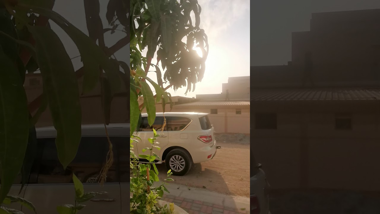 تقليم المانجو لتفريع