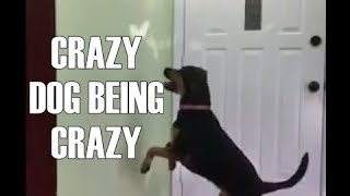 My Dog Is Crazy!