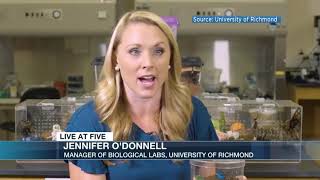 University Of Richmonds Maleficent Spider Story By Nbc12