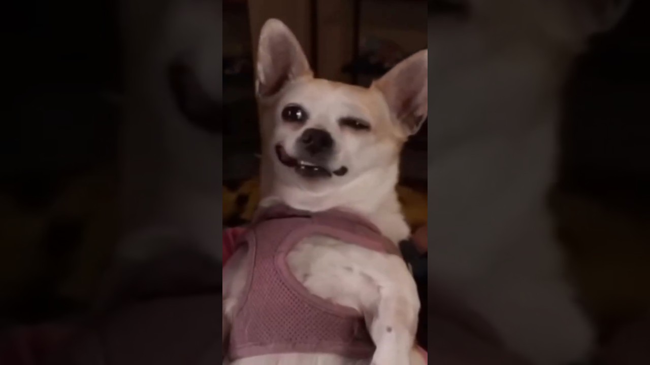 Dog understands human language!!! 🐶