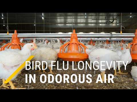 How long does bird flu remain infectious in the air of poultry facilities, and can plasma help?