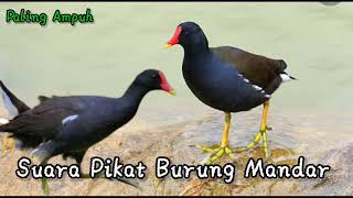 Suara burung Mandar Memanggil Jantan \u0026 betina