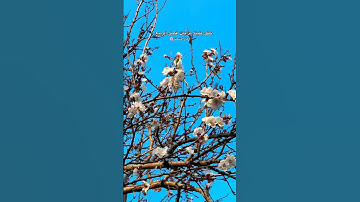 #آية_الكرسي #القرآن_الكريم #سورة_البقرة #سورة_الواقعة #nature #آيات #راحة_نفسية #تيك_توك #beautiful