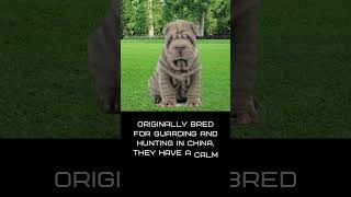 Shar Pei |❤ Famous Dog Facts | Quote | Dogs as Pets