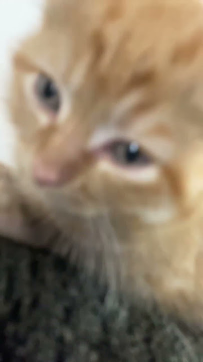 My baby kitty