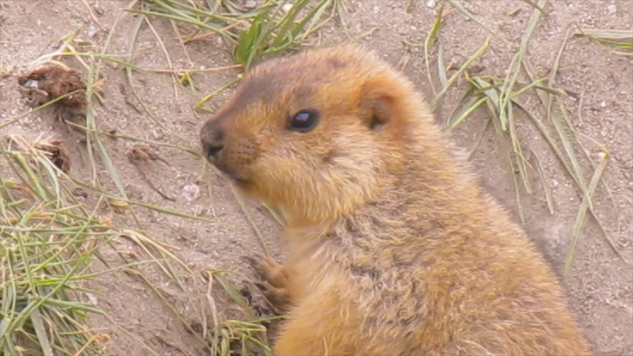 The Legendary Gold-Digging Himalayan Marmot