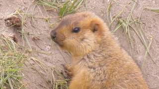 Himalayan Marmot - Ladakh