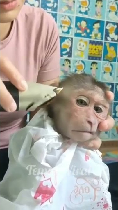 Monyet lucu lagi cukur,sebentar lagi lebaran.