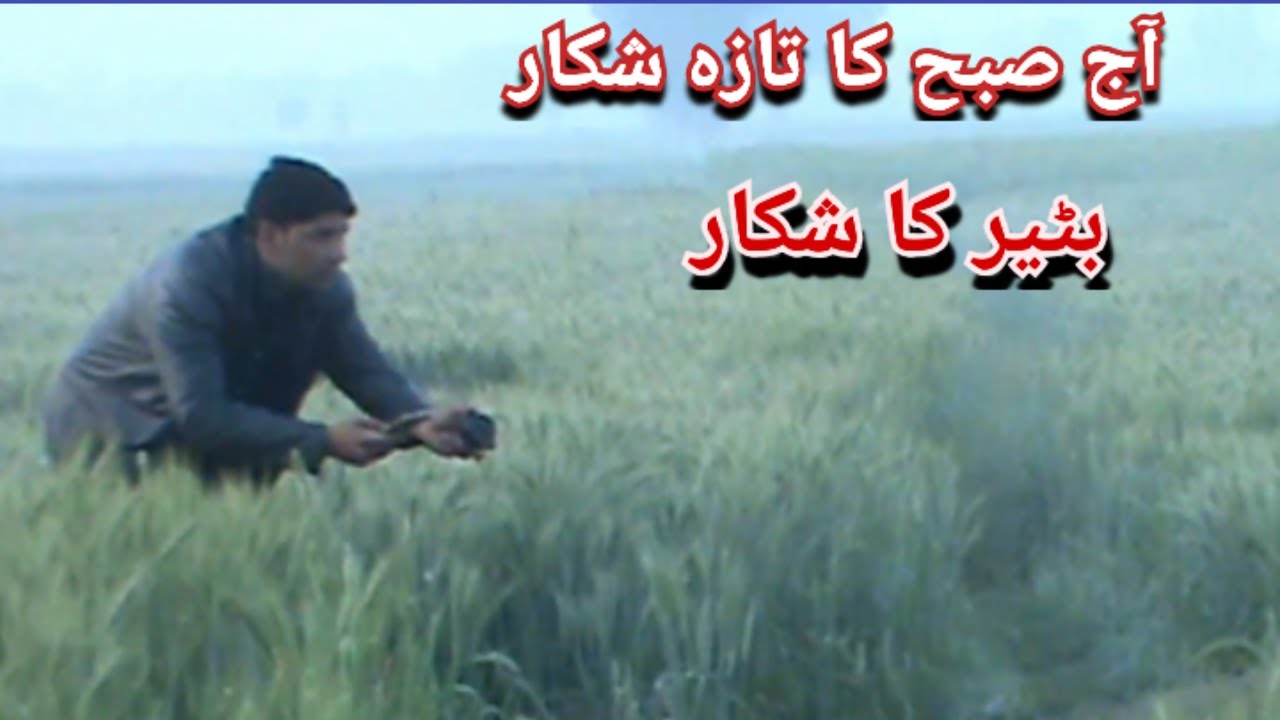 Aajh Ka Taza Shikar quail Hunting 2023 batair Ka Shikar YouTube