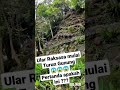 Ular raksasa mulai turun gunung  pertanda apakah ini  shorts