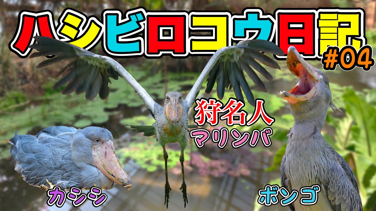 ハシビロコウの狩り！ハンターマリンバ【神戸どうぶつ王国】ハシビロコウ日記04(Shoebill diary04 shoebill in kobe animal kingdom)