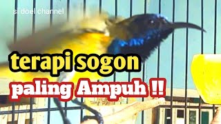 Pancingan sogon bahan paling di cari !! Masteran sogon auto nembak dan ngalas !!