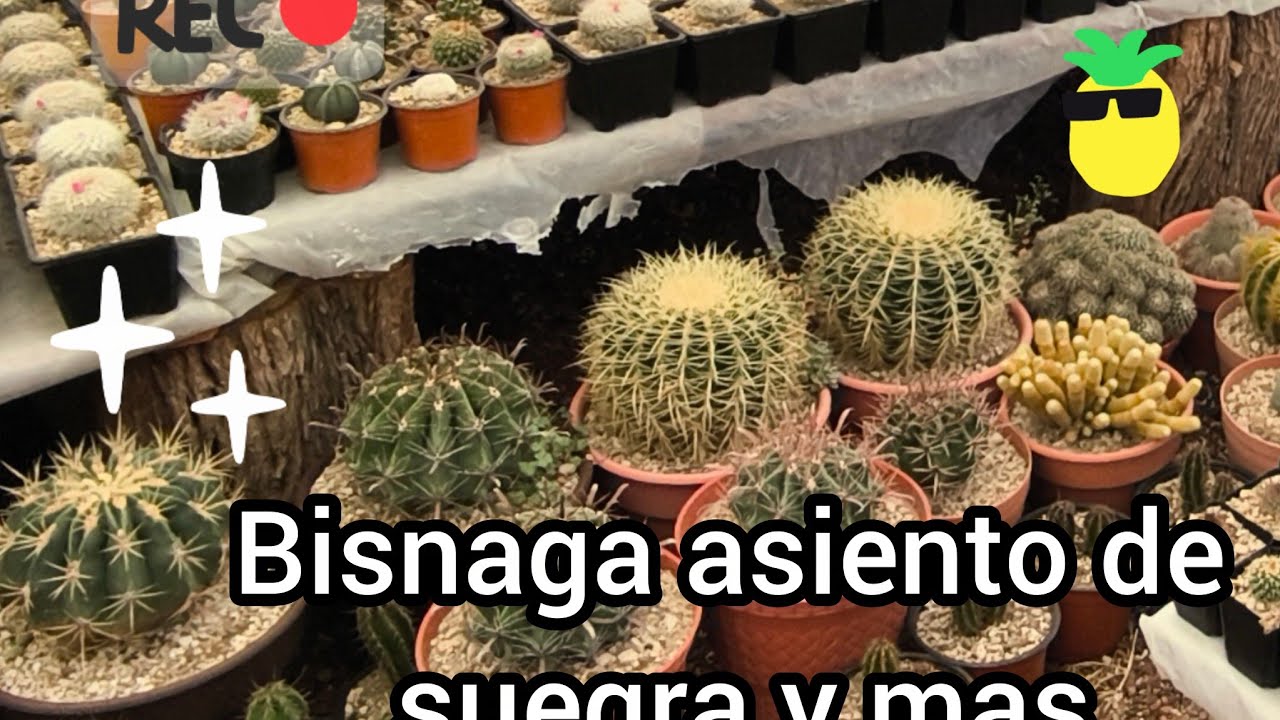 La Kroenleinia Grusonii y más de mis cactus. 🌵🙂🐢