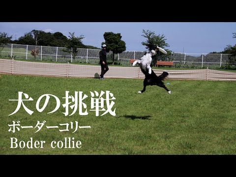 運動能力やばい系ボーダーコリー走るの速すぎるやろ【全国への挑戦】