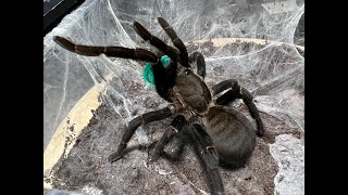 Cyriopagopoeus minax, Thai Big Black pairing