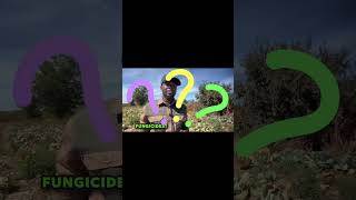 Brown color change in Cabbages and use of fungicides #cabbage #farming
