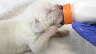 Sweetest Rare White Cane Corso Puppy Bottle Feeding by Shipley Cane Corso 3,174 views 4 years ago 1 minute, 27 seconds