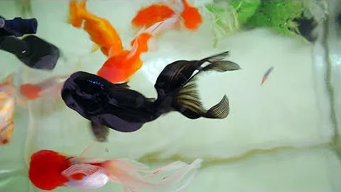 Goldfish Fengshui Aquarium Tips - DayDayNews