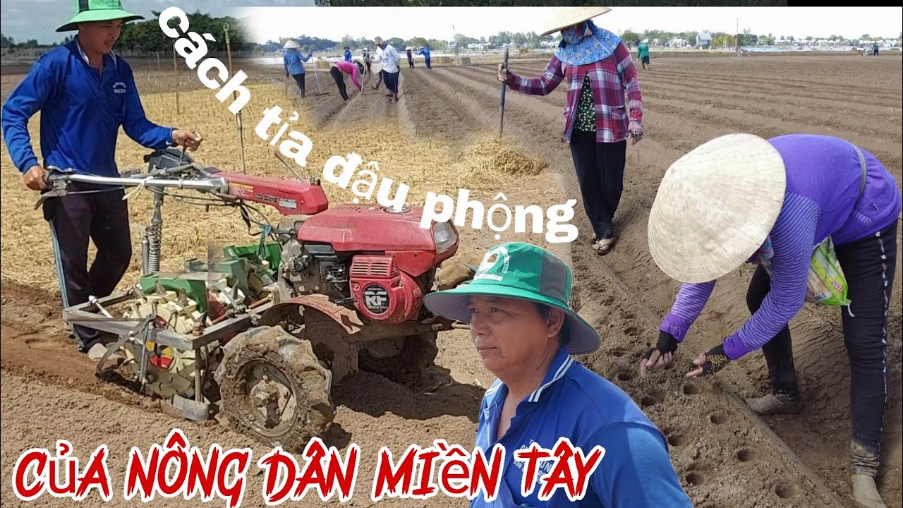 Cách tỉa đậu phộng của nông dân miền Tây