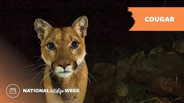 National Wildlife Week 2022 | Cougar