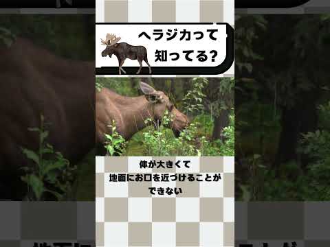 ヘラジカって知ってる？#都音ゆずたみ #雑学 #豆知識