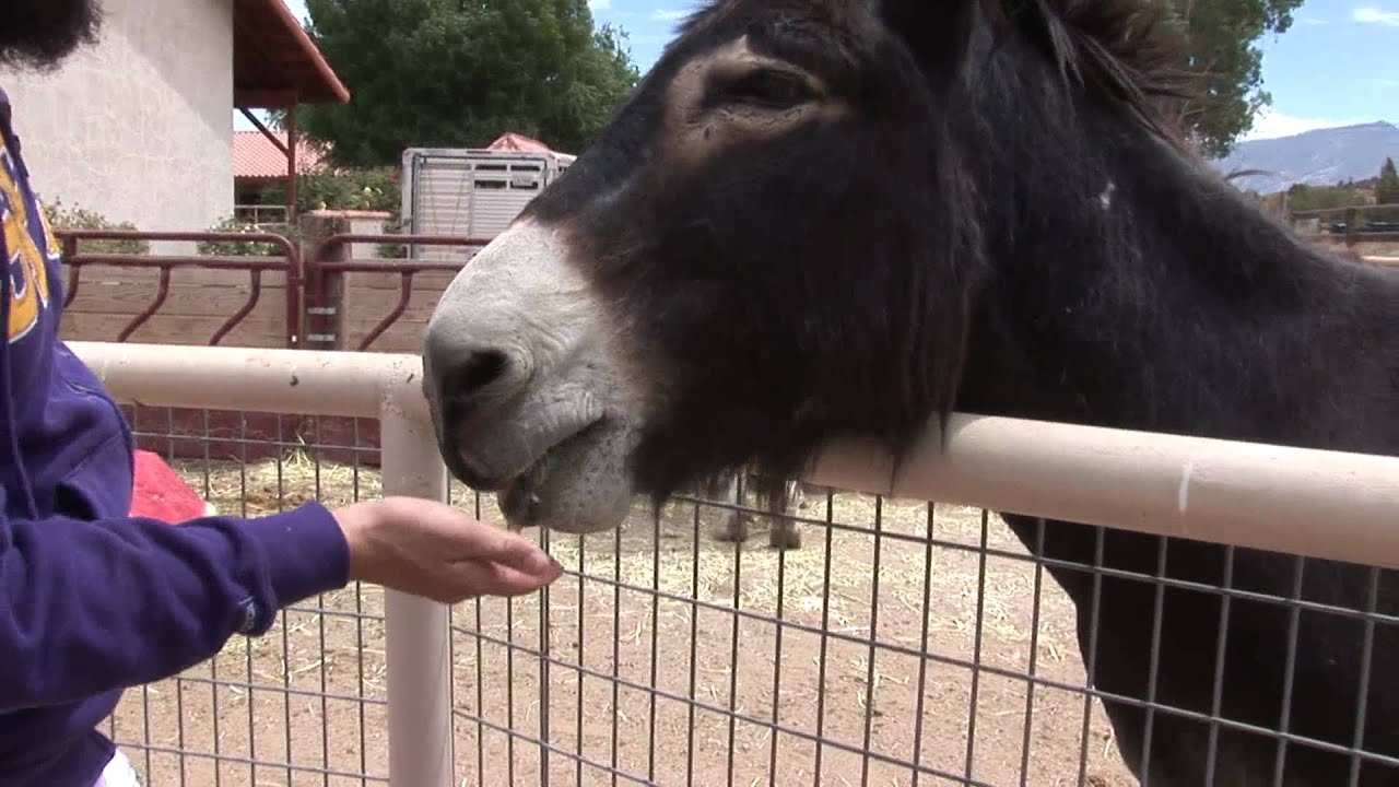 Feeding Burro Watermelon_Animal Acres donkey cheese