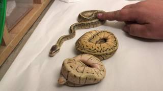 Famous Killer spinner/killerblast debate Profile