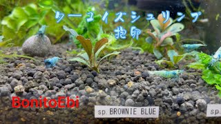 祝　ターコイズシュリンプ抱卵