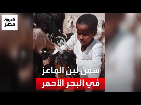 هل سمعتم عن سمن لبن الماعز في حلايب وشلاتين يونس ووالده يشرحان طريقة صناعته وفوئده الصحية