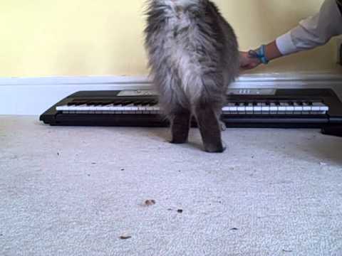 How to Teach your cat to play piano