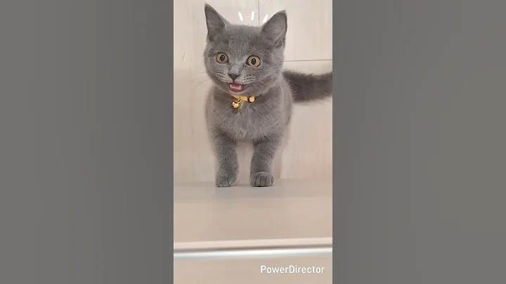 Video 11408201: britishshorthair cat cute kitten, britishshorthair cat funny kitten