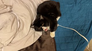 起きた直後、いきなり目の前にご飯が現れた